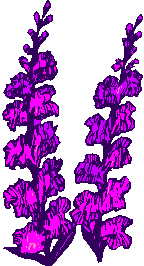 firweed
