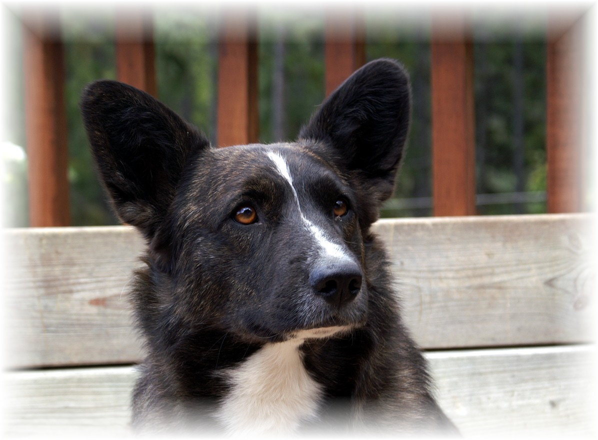 molly - august 2011